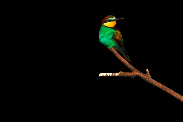 istock European bee-eaters sitting on a branch on a black background 689014902