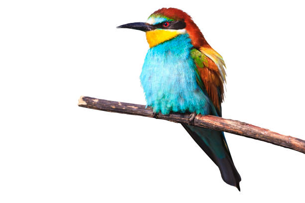 istock beautiful colored bird isolated on a white background 689014904