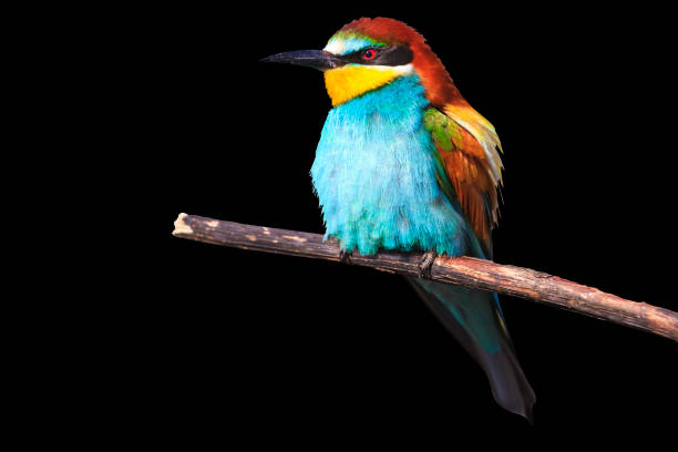 istock beautiful colored bird isolated on a black background 689014912