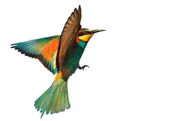 istock bird of paradise in flight isolated on a white background 689014920