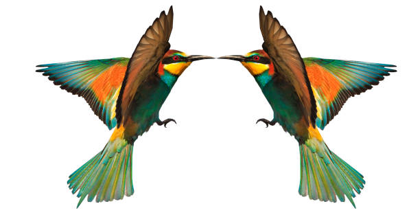 istock two birds of paradise in flight beak to beak touching on white 689014936