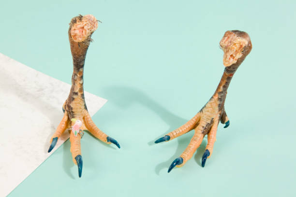 istock fashion chicken 689014978
