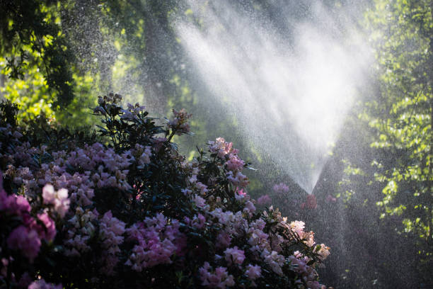 Rhododendron is irrigated in the park