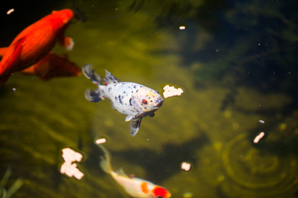 istock shubunkin in the pond, with goldfishes 689016004