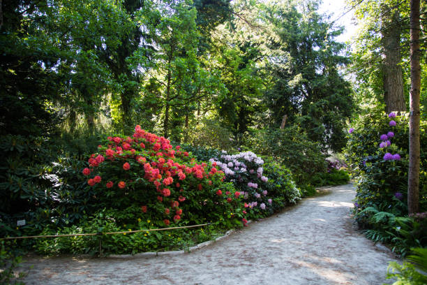 Colorful rhododendron in a garden setting
