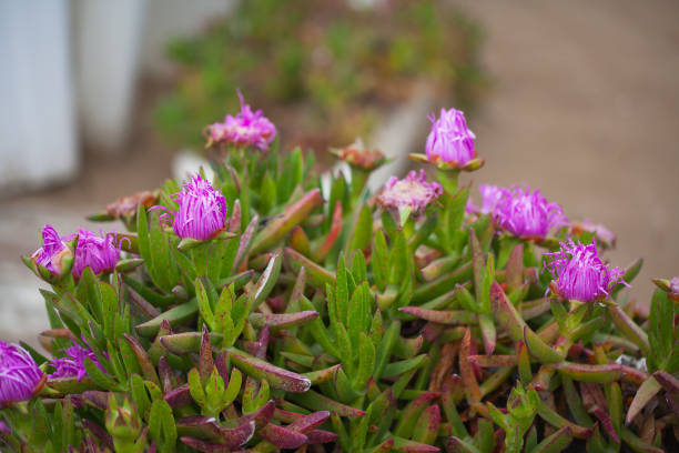 istock Lilac flowers after the rain. 689018826