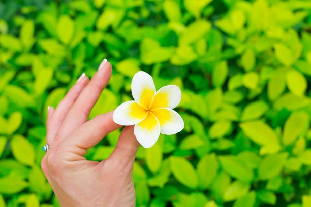 Uñas De Flores Hawaianas - Banco de fotos e imágenes de stock - iStock Uñas De Flores Hawaianas - Banco de fotos e imágenes de stock - iStock