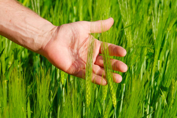 istock Farmers hand checking young cereals 689019714