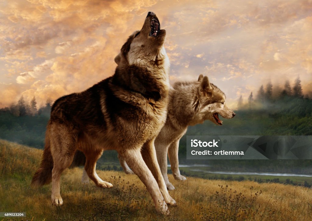 Una Pareja De Lobos Inspeccione Sus Posesiones Foto de stock y más banco de  imágenes de Lobo - Lobo, Dos animales, Aullido - iStock