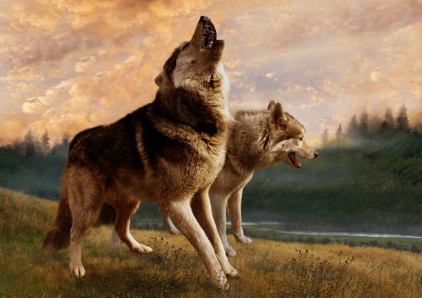 istock A pair of wolves inspect their possessions 689023204
