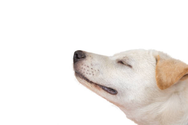 Dog's side face Close-up,Isolated on white