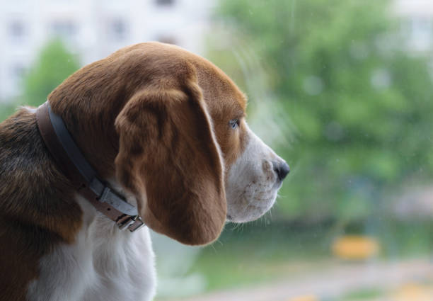 istock The Beagle on the windowsill looking out the window 689029578