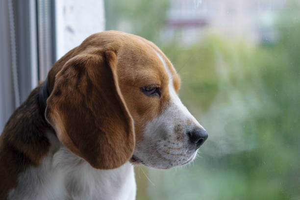 istock The Beagle on the windowsill looking out the window 689029586