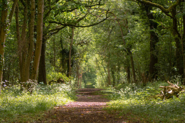 istock Path through British ancient woodland with dappled sunlight 689036140