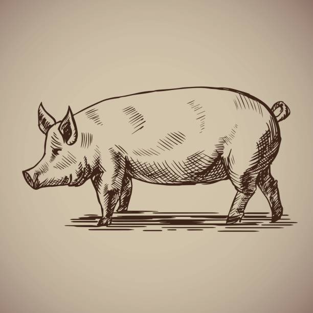 Pig in sketch style. Pig in sketch style. Vector illustration livestock drawn by hand. Farm animals on gray background. pork illustrations stock illustrations