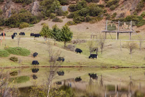 Photo of Yak eating grass on the lake side nature view in Pudacuo national park in Shangri La, Yunnan Province, China