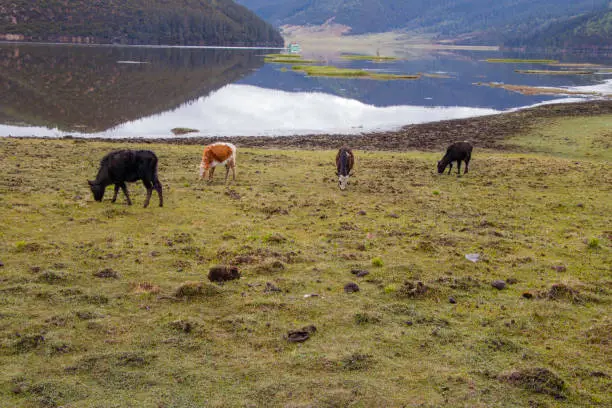 Photo of Yak eating grass on the lake side nature view in Pudacuo national park in Shangri La, Yunnan Province, China