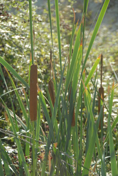istock Seagrass by the stream - Spain 689040458