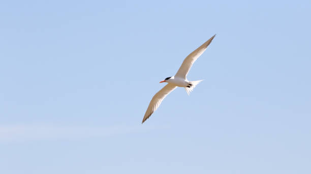 istock Seagull with wings spread against a light blue sky 689043822