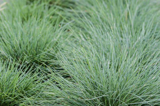 Festuca glauca grass in a planting bed Blue Festuca glauca grass with spiny leaves in a garden bed festuca glauca stock pictures, royalty-free photos & images
