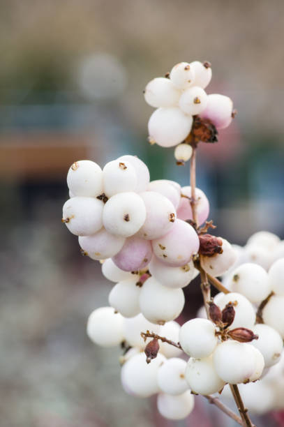 istock White berries on the Snowberry plant 689044688