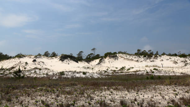 istock Pine trees and shrubs growing on a sand dune 689044820