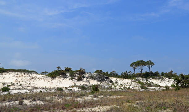 istock Pine trees and shrubs growing on a sand dune 689047402