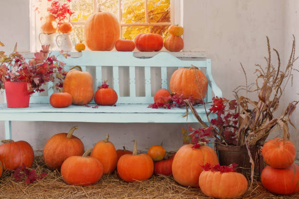 istock pumpkins on blue wooden bench indoor 689050998