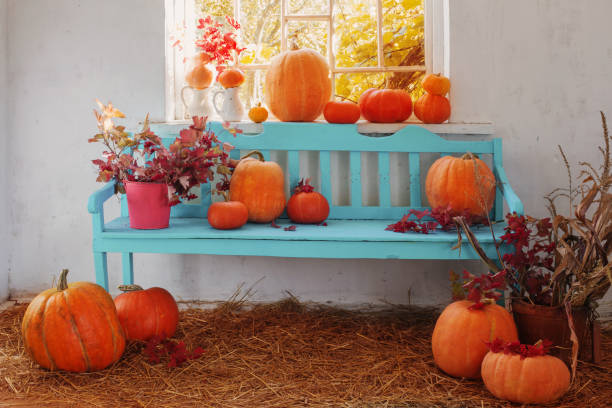 istock pumpkins on blue wooden bench indoor 689051010