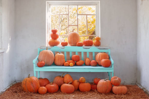 istock pumpkins on blue wooden bench indoor 689051028