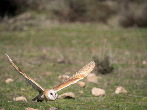 istock Barn owl (Tyto alba) flying in a falconry exhibition 689054174