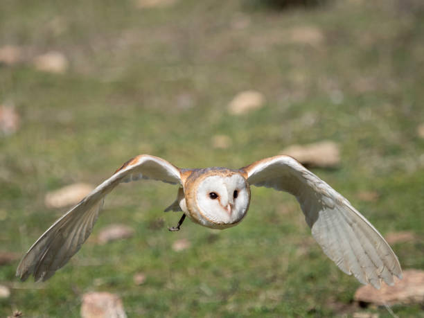 istock Barn owl (Tyto alba) flying in a falconry exhibition 689054246