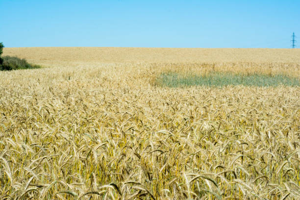 istock Wheat field on a sunny day with a blue sky 689056132