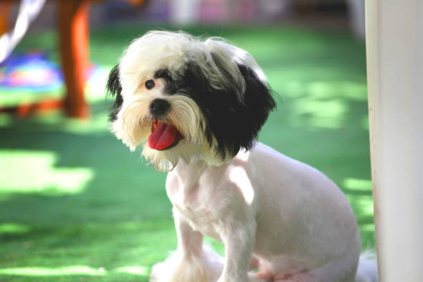 istock Closeup picture of a white cute bichon 689059198