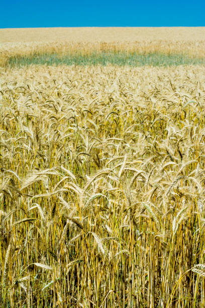 istock Wheat field on a sunny day with a blue sky 689061864