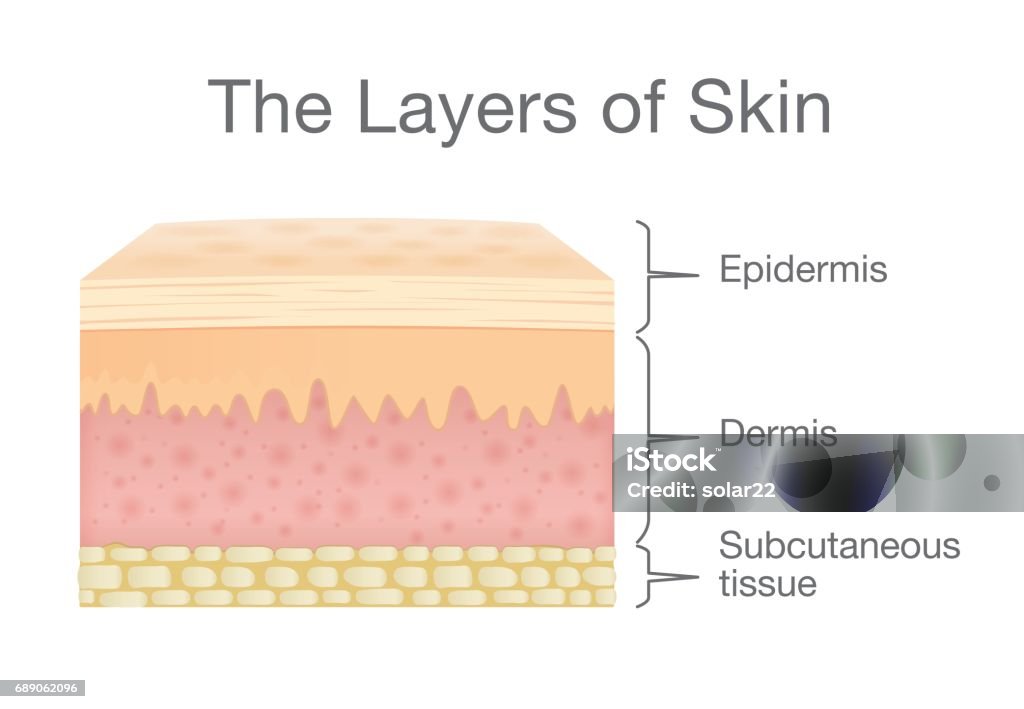 Components of human Skin layer in vector style. The Layer of Human Skin in vector style and components information. Illustration about medical and health. Skin stock vector