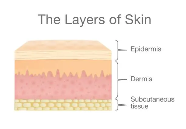 Vector illustration of Components of human Skin layer in vector style.