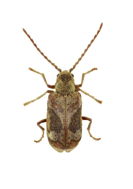 istock Death Watch Beetle Ptinomorphus on white Background  -  Ptinomorphus imperialis (Linnaeus 1767) 689067946