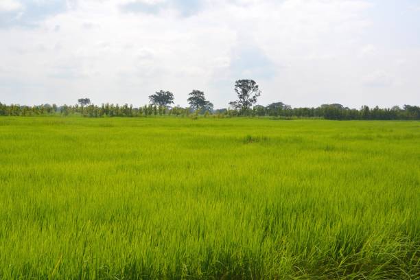 istock Rice fields in Nang Rong district, Isan, Thailand 689069728