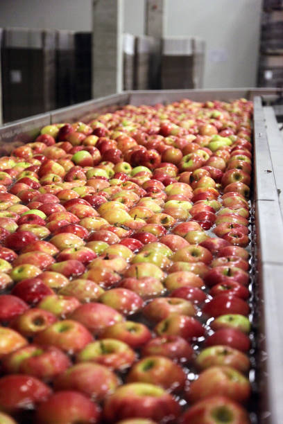 istock Clean and fresh apples on conveyor belt 689070162