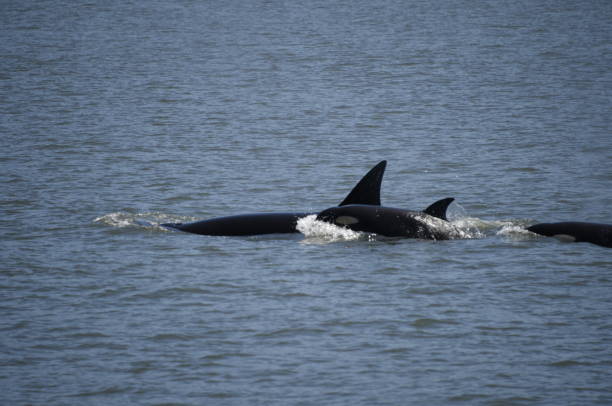 istock Pod of Killer Whales on water surface 689072310