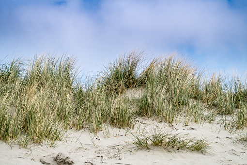 a beautyfull sand dune at the north sea coast with grass