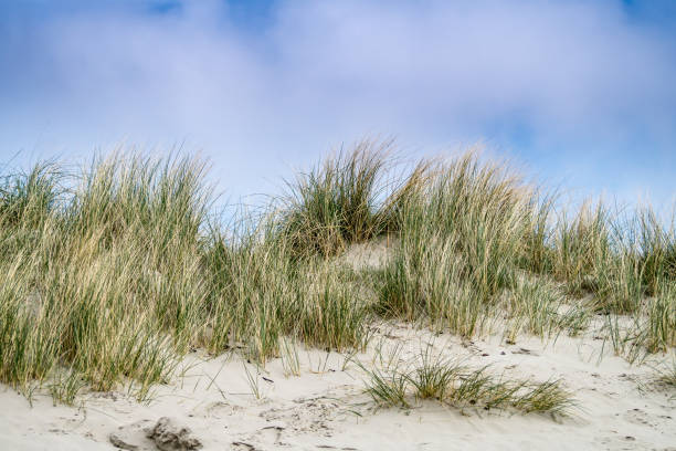 a beautyfull sand dune with grass a beautyfull sand dune at the north sea coast with grass marram grass stock pictures, royalty-free photos & images