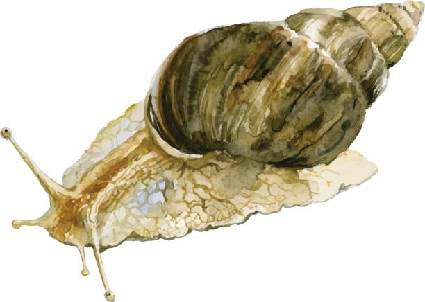 wektorowa ilustracja ślimaka izolowanego na białym tle. achatina fulica - snail isolated white white background stock illustrations