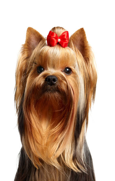 istock Portrait of the dog 689073240