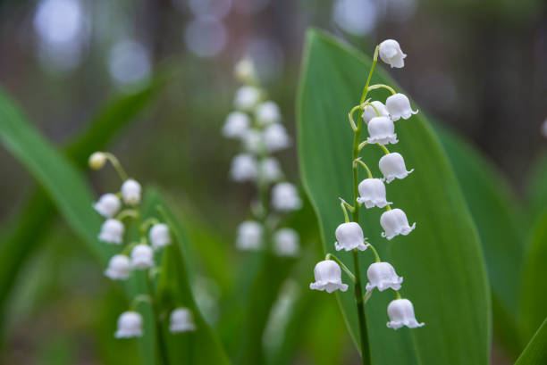 istock Lily-of-the-valley blossom 689073296