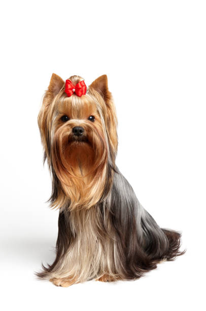 istock Yorkshire Terrier with hair bow 689073306