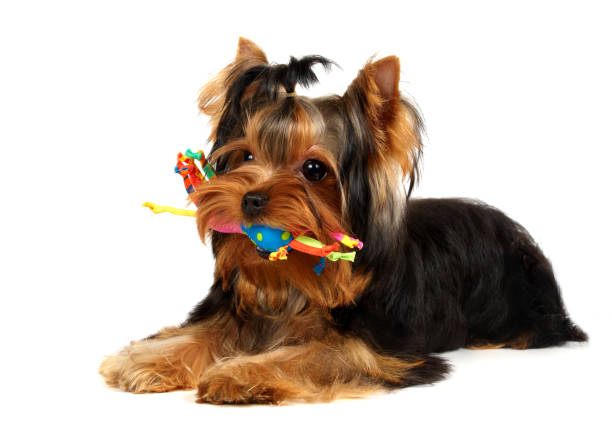istock Puppy and toy 689073704