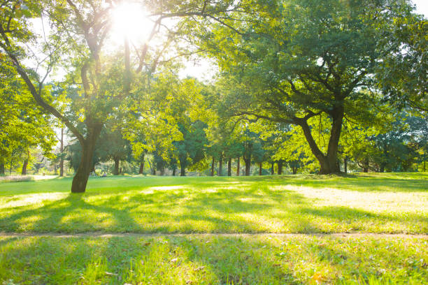公園 세미 - sunspot grass area tree sun 뉴스 사진 이미지