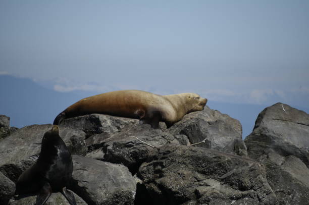 istock Steller Sea Lion close-up 689076638